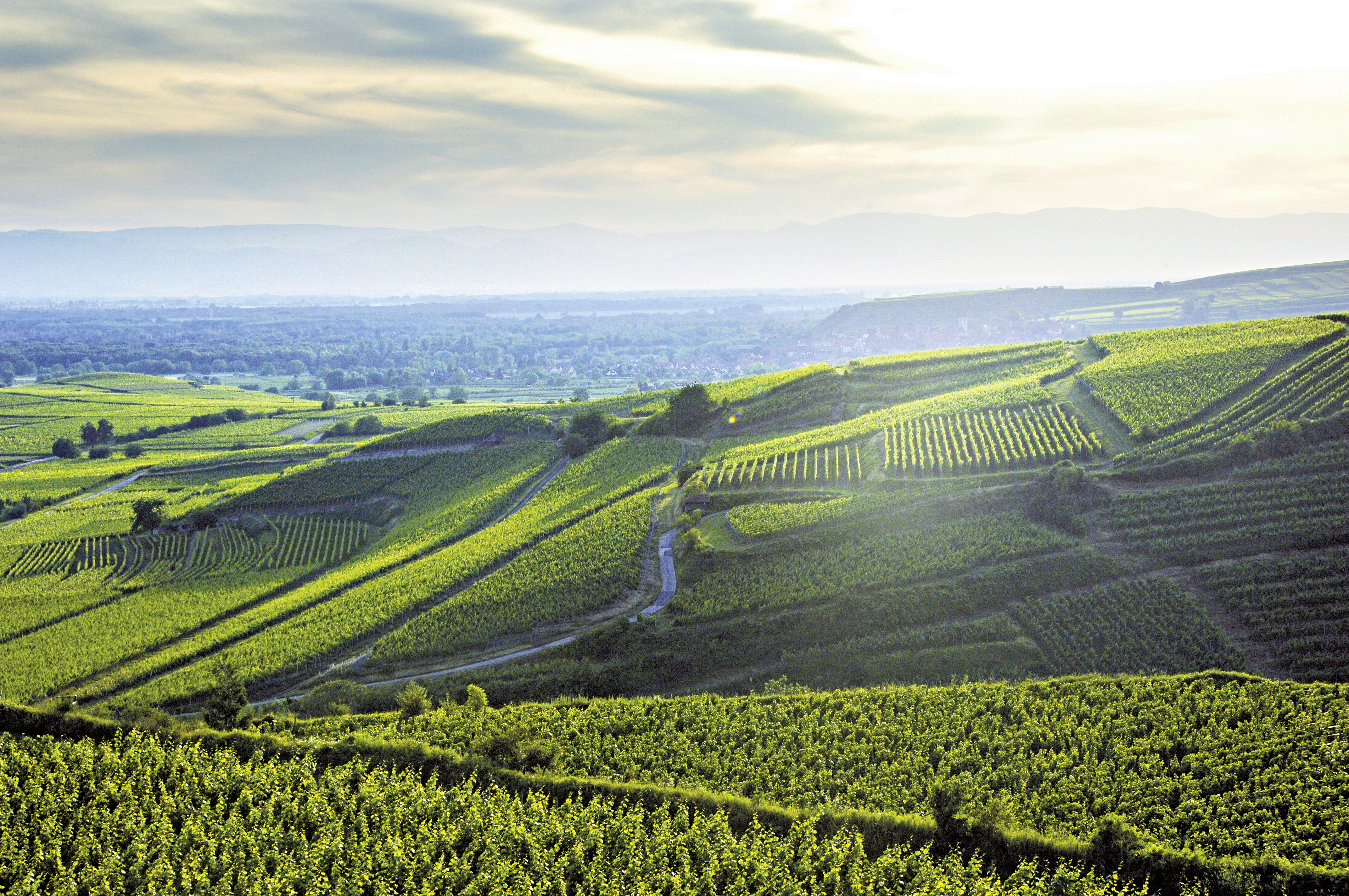 Weinreben, Südtirol Weinreben mit Blick in die Landschaft
