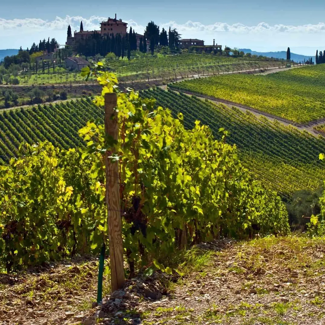 Der Weinberg Pievi _vom Weingut Fabio Motta_Italien