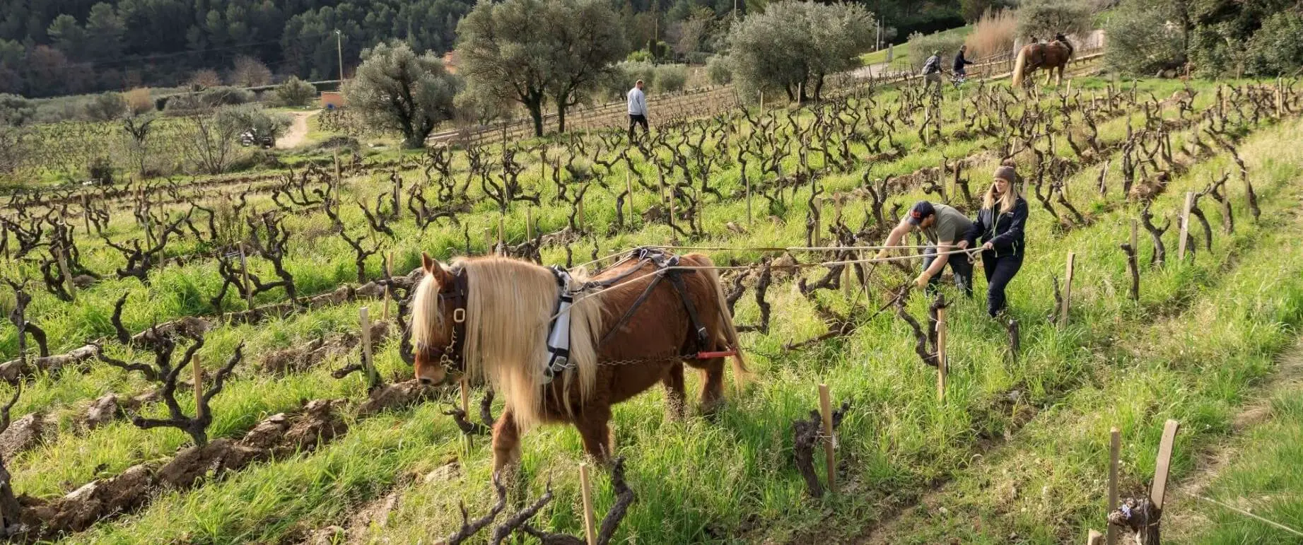 Bewirtschaftung der Weinberge mit dem Pferd_Weingut Vignobles Gueissard in der Provence, Frankreich