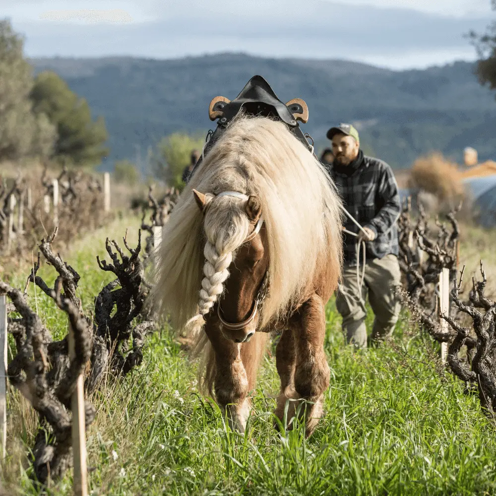 Bewirtschaftung im Weinberg mit dem Pferd_Weingut Gueissard_Frankreich