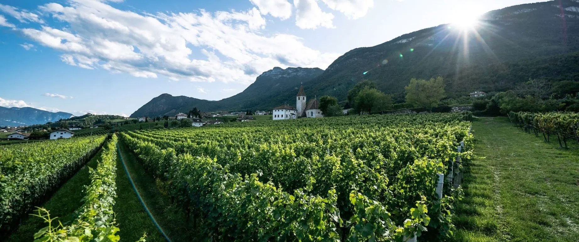 Weinberge der Kellerei Schreckbichl in Südtirol, Italien