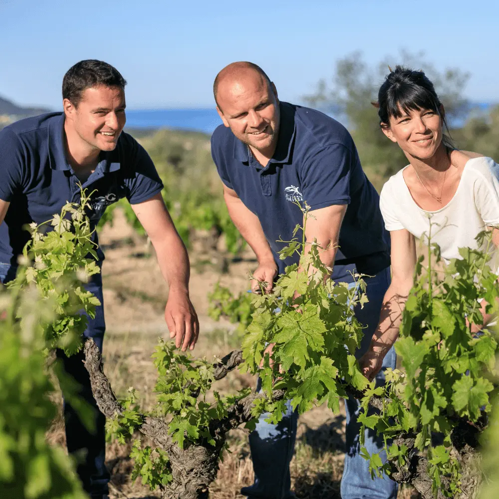 Team vom Weingut Gueissard bei der Traubenlese