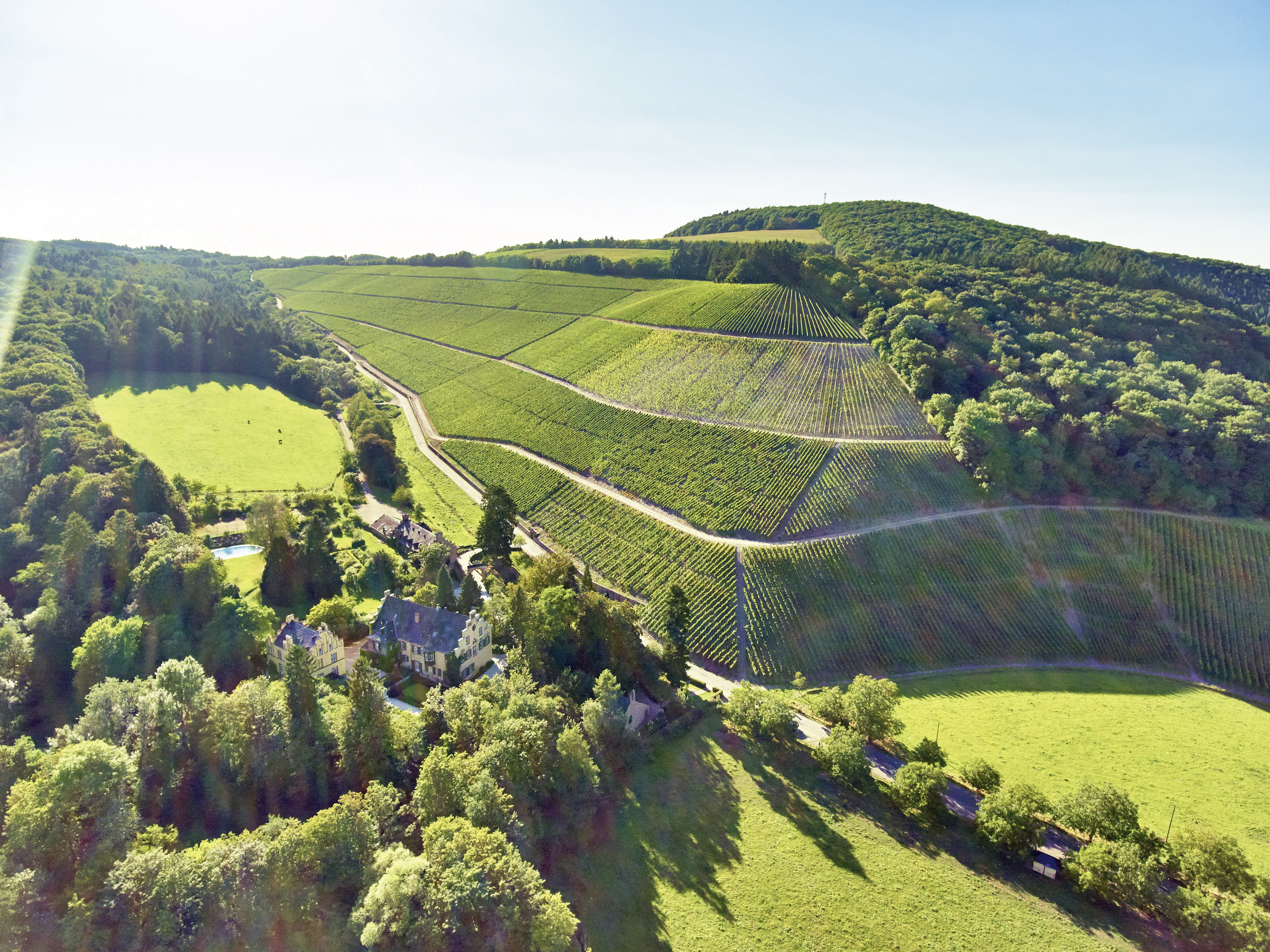 Maximin Grünhaus, Bruderberg, Abtsberg, Herrenberg Maximin Grünhaus Weinreben in der Mosel an der Ruwer