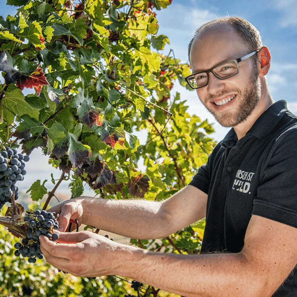 Winzer Christian Hirsch bei Traubenlese im Weingut Christian Hirsch_Württemberg