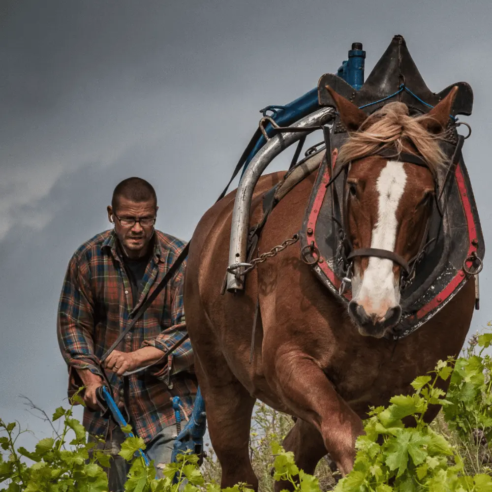 Weinberg wird mit dem Pferd bewirtschaftet_Weingut Domaine des Enfants_Frankreich