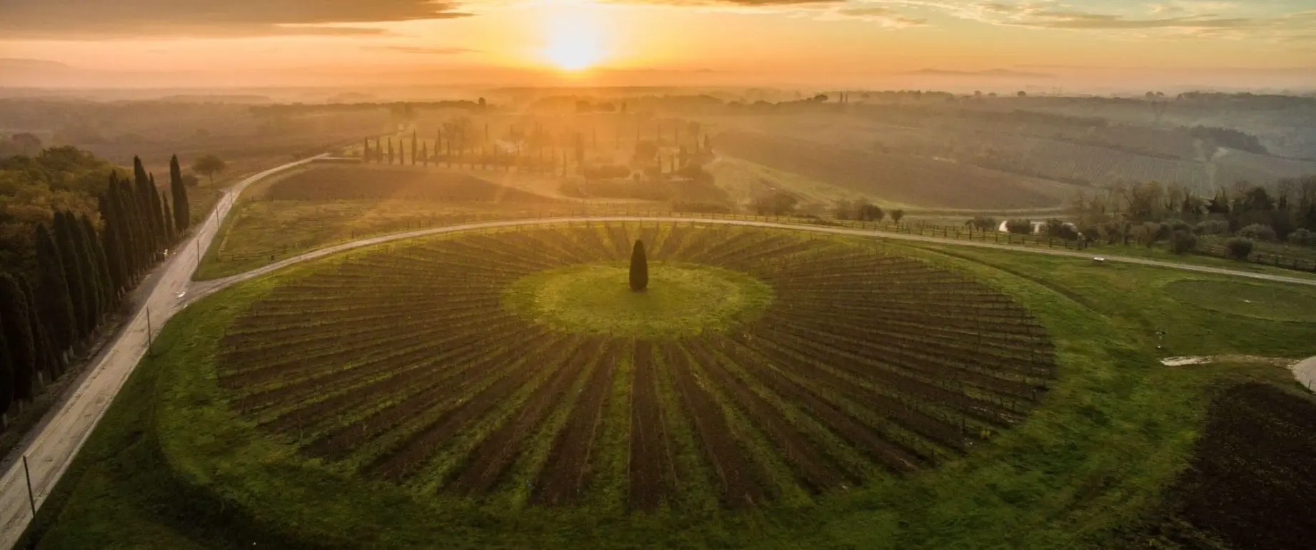 Weinberg La Tonda vom Weingut Avignonesi in Motepulciano, Italien im Sonnenuntergang