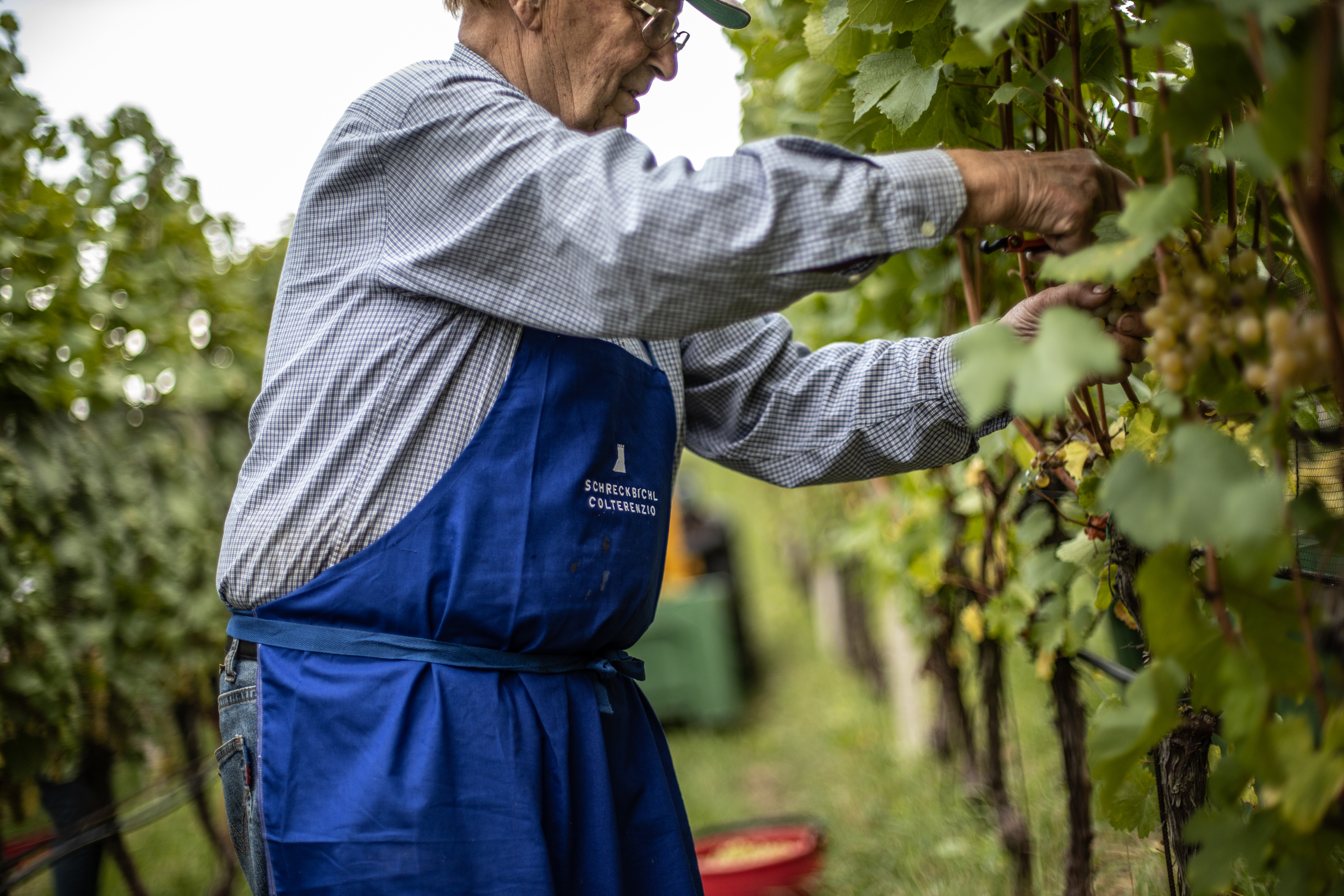 Schreckbichl Mann in den Weinbergen Kellerrei Schreckbichl, Mann pflegt in den Weinbergen die Weinreben und erntet die Trauben