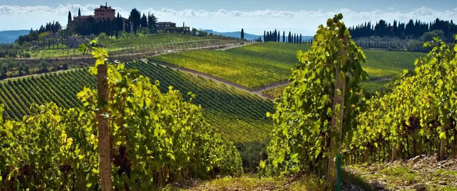 Weinberg Pievi vom Weingut Fabio Motta in Bolgheri, Italien