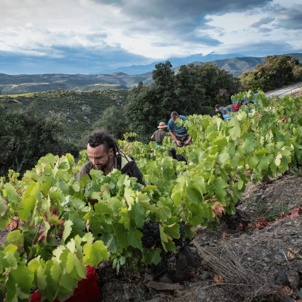 Traubenlese im Weinberg_Domaine des Enfants_Frankreich